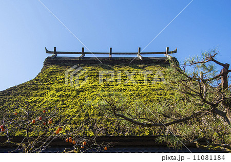 柿の木と茅葺屋根 11081184