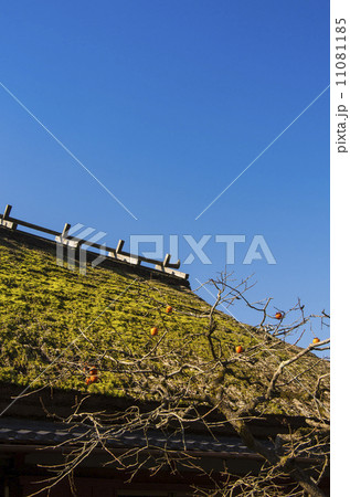 柿の木と茅葺屋根 11081185