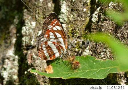 コミスジチョウ 11081251