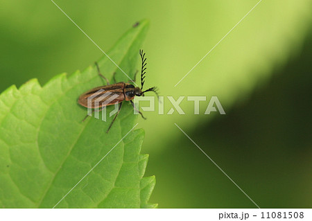 生き物　昆虫　ヒゲナガハナノミ、水辺で見かけますが生態はナゾが多いそうです 11081508