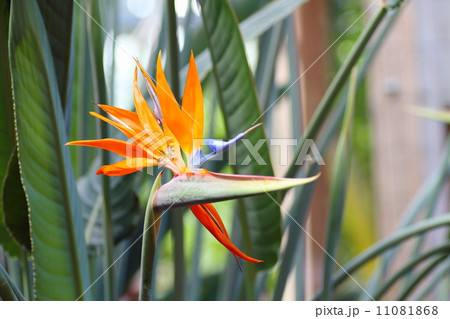 極楽鳥花 ゴクラクチョウカ 極楽鳥花 ゴクラクチョウカ 11081868