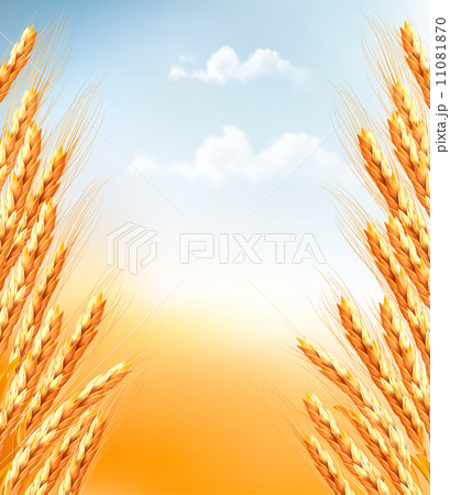 Ears of wheat background. Vector. Ears of wheat background. Vector. 11081870