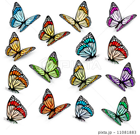 Set of realistic colorful butterflies. Vector Set of realistic colorful butterflies. Vector 11081883