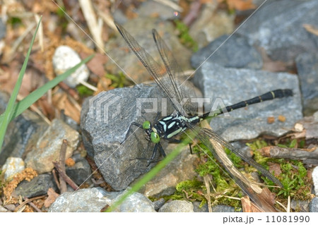 ダビドサナエ 11081990