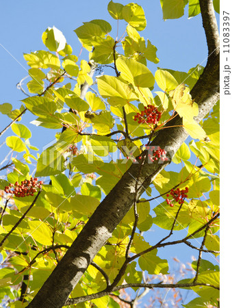 イイギリの紅い実 11083397