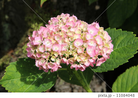 アジサイ 11084048