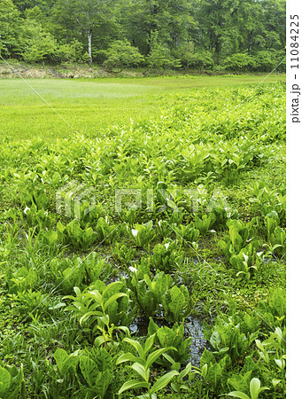 天生自然公園 11084225