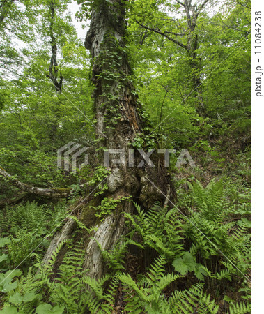 天生自然公園 天生自然公園 11084238