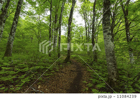 天生自然公園 11084239