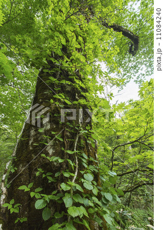 天生自然公園 11084240