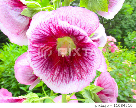 北山緑化植物園　タチアオイ 11084516