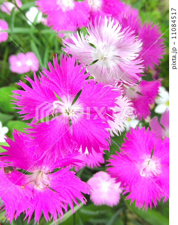 北山緑化植物園　ナデシコ 11084517