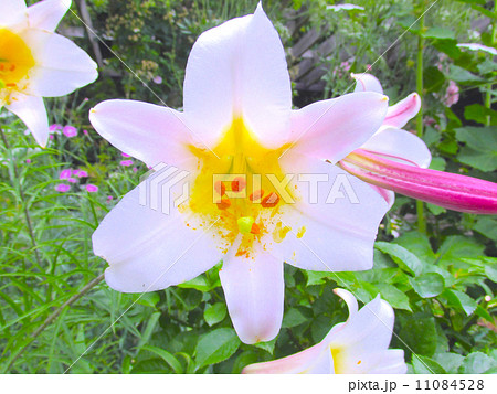 北山緑化植物園　ユリ　リーガルリリー 11084528