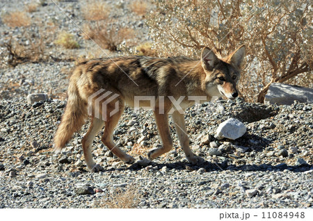 コヨーテ 11084948
