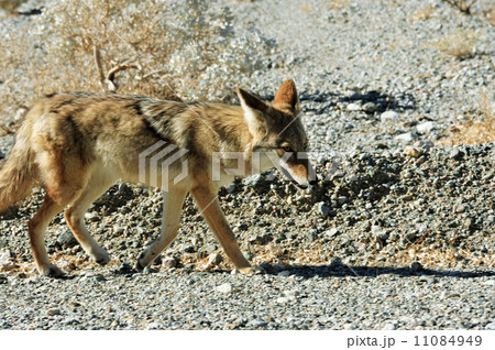 コヨーテ コヨーテ 11084949