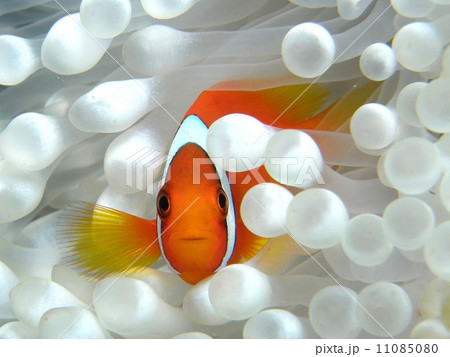 沖縄八重山諸島の海の中 ハマクマノミ 沖縄八重山諸島の海の中 ハマクマノミ 11085080