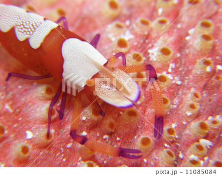 沖縄八重山諸島の海の中　ナマコカクレエビ 11085084