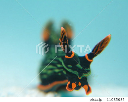 沖縄八重山諸島の海の中　アカフチリュウグウウミウシ 11085085