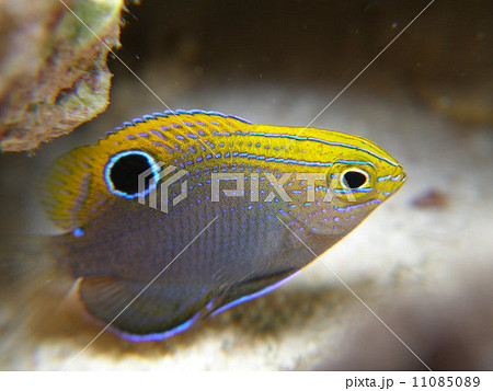 沖縄八重山諸島の海の中 クロメガネスズメダイ 沖縄八重山諸島の海の中 クロメガネスズメダイ 11085089