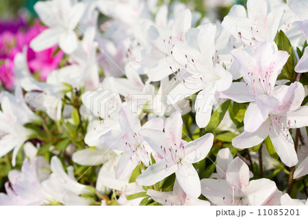 ツツジ ツツジ 11085201