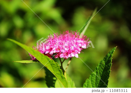 Close-up of pink spirea flowers 11085311