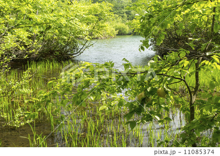 鎌池 鎌池 11085374