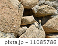 トカゲ トカゲ 11085786