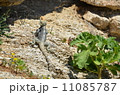 トカゲ トカゲ 11085787