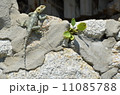 トカゲ トカゲ 11085788