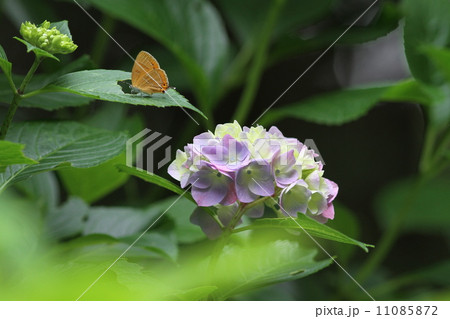 紫陽花とゼフィルス 11085872