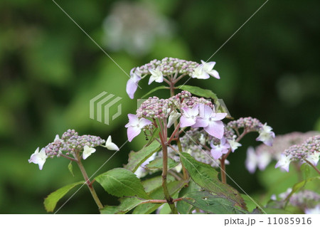 紫陽花 11085916