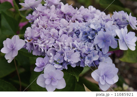 花アジサイ　 11085921