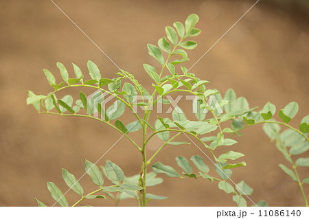 甘草 甘草 11086140