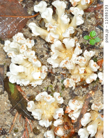 寄生植物キヨスミウツボの開花 11086193