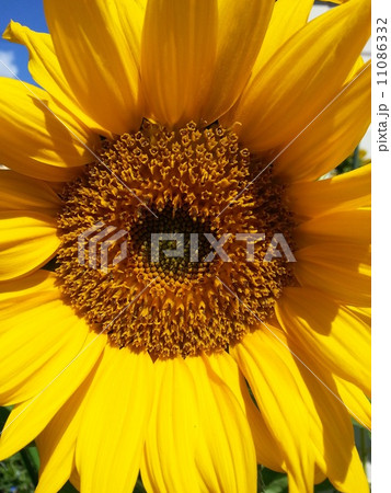 ひまわり 11086332