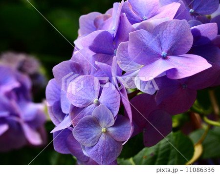 あじさい 11086336