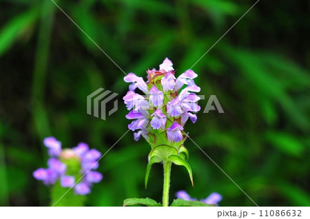 ウツボグサ 11086632