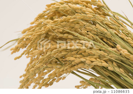 稲穂 稲穂 11086635