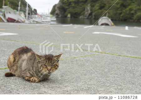 猫 猫 11086728