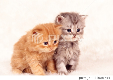 かわいい子猫 かわいい子猫 11086744