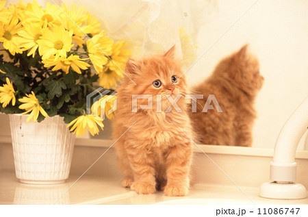 かわいい子猫 かわいい子猫 11086747