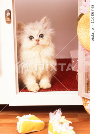 かわいい子猫 11086748