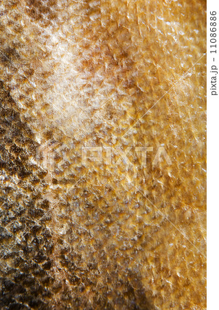 Salmon fish scales grunge texture background Salmon fish scales grunge texture background 11086886