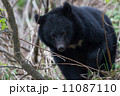 ニヤッとするツキノワグマ 11087110