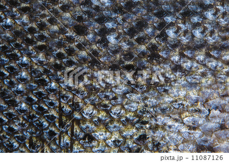 Salmon fish scales grunge texture background 11087126