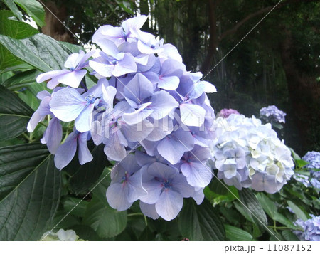 紫陽花 紫陽花 11087152