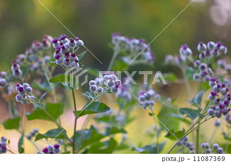 Bur Plant 11087369