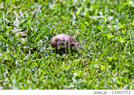 snail in green grass 11087372