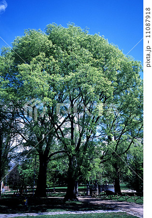 春 ミラノの公園 春 ミラノの公園 11087918