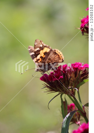 ヒメアカタテハ 11088102